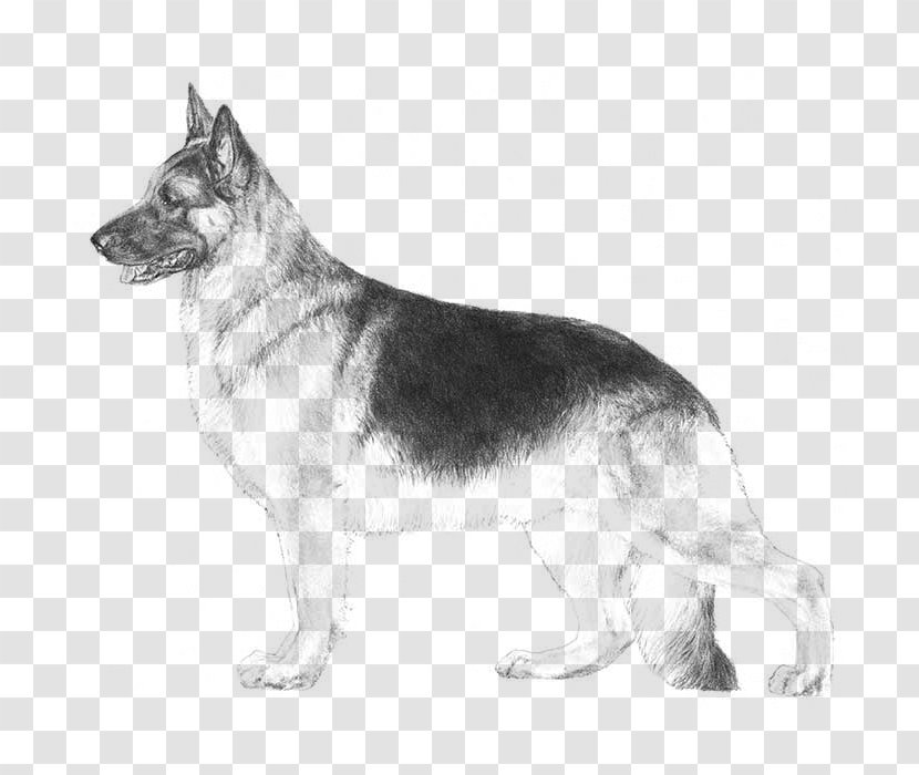 German Shepherd Miniature American Australian Puppy White - Dog Transparent PNG