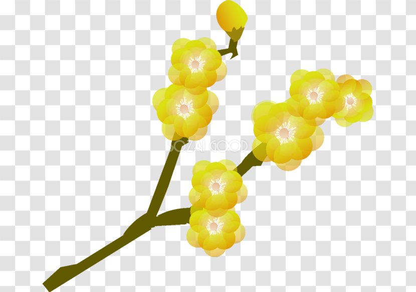 Chimonanthus Praecox Plum Blossom Plant - Food Transparent PNG
