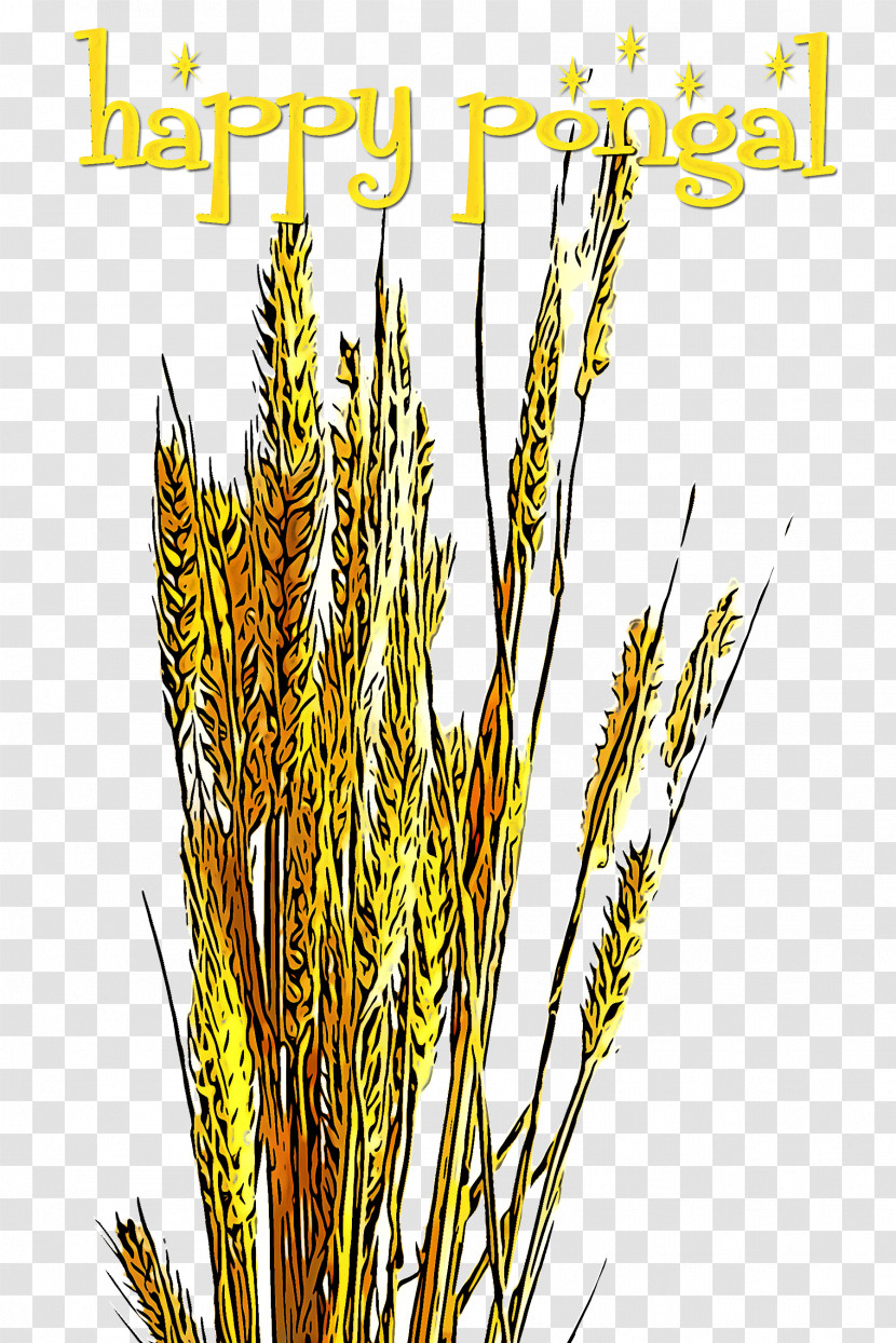 Plant Elymus Repens Grass Family Grass Cereal Germ Transparent PNG