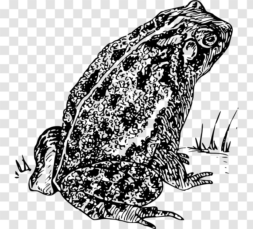 Frog Amphibian Clip Art - Carnivoran Transparent PNG