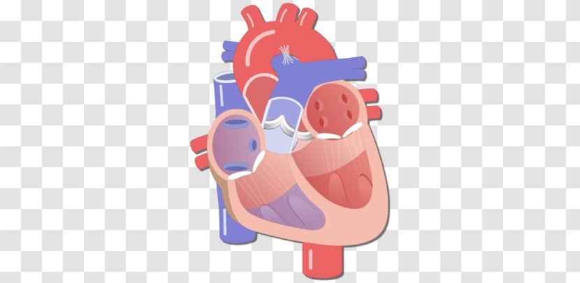 Heart Valve Circulatory System Human Body Electrical Conduction Of The - Flower - Neck Bloodstain Transparent PNG