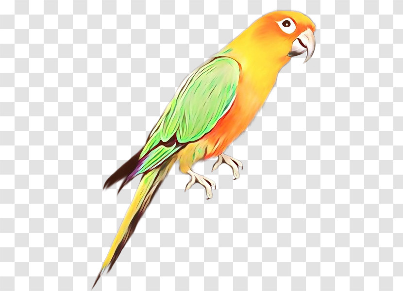 Lovebird Transparent PNG