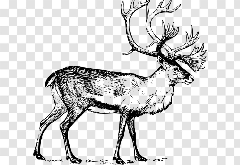Deer Drawing Art Clip - Terrestrial Animal - Elk Clipart Transparent PNG