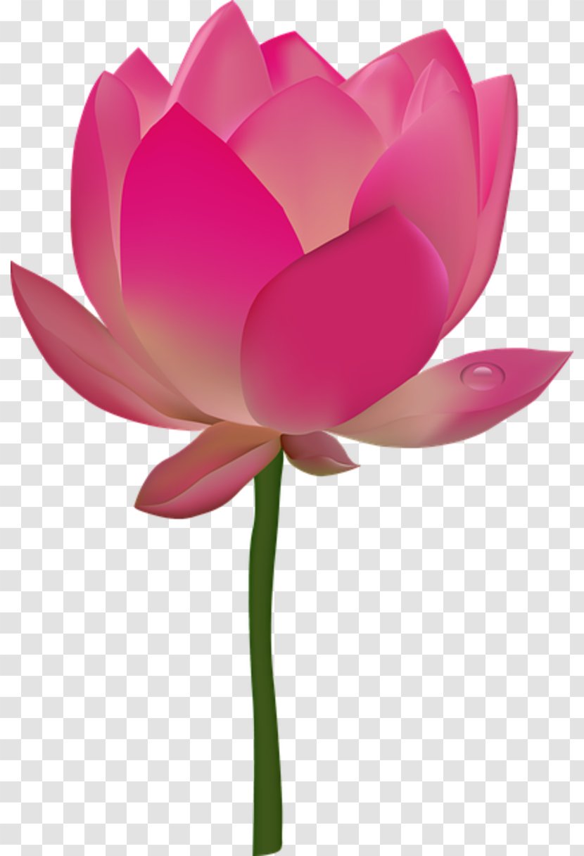 Nelumbo Nucifera Egyptian Lotus Flower Clip Art Transparent PNG