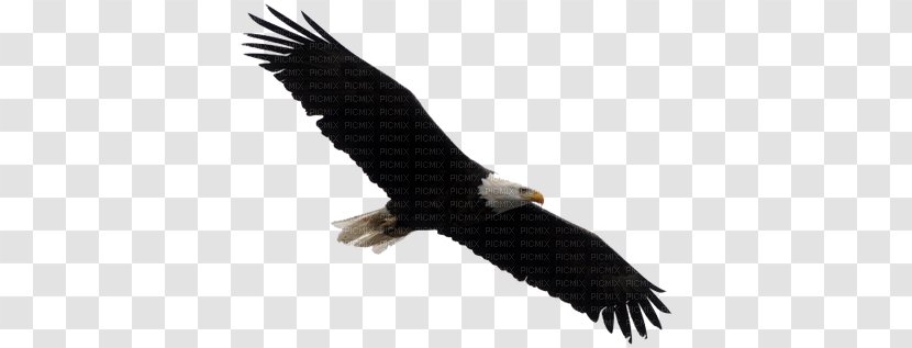 Bald Eagle White-tailed Bird Clip Art - Wing Transparent PNG