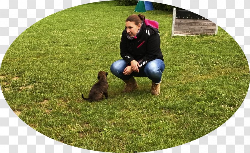 Dog Breed Boxer Club E.V. München Group Wiesbaden Litter Obedience Training - Play - Gross Transparent PNG