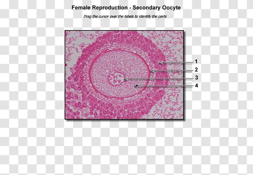 Ovarian Follicle Human Anatomy & Physiology And Of Farm Animals - Body Transparent PNG