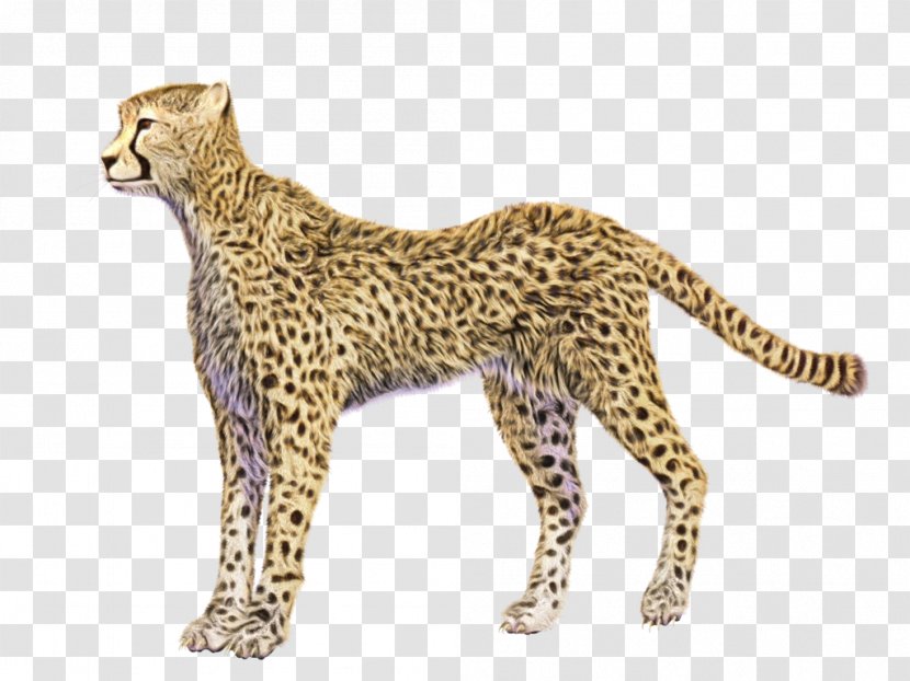 Cat Cartoon - Wildlife - Wild African Leopard Transparent PNG
