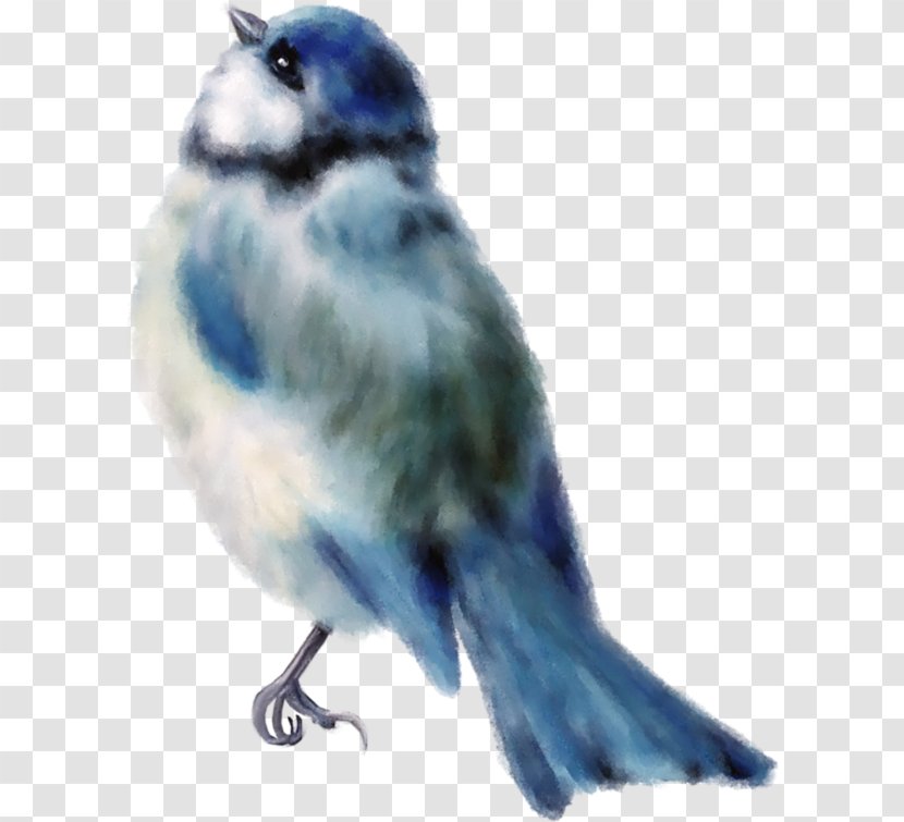 Bird Sparrow Finch Drawing - Hand-painted Blue Transparent PNG