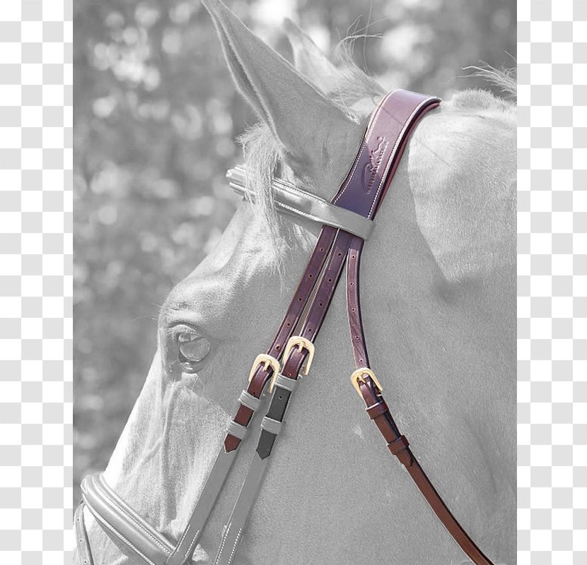 Horse Bridle Equestrian Saddle Stable - Ranged Weapon Transparent PNG