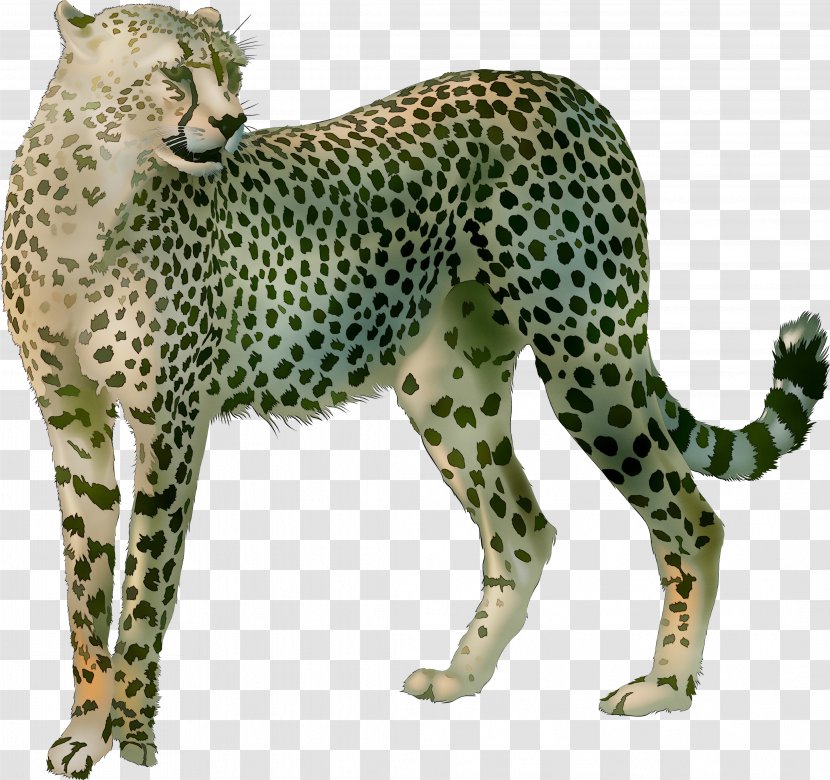 Cheetah Leopard Big Cat Terrestrial Animal Transparent PNG