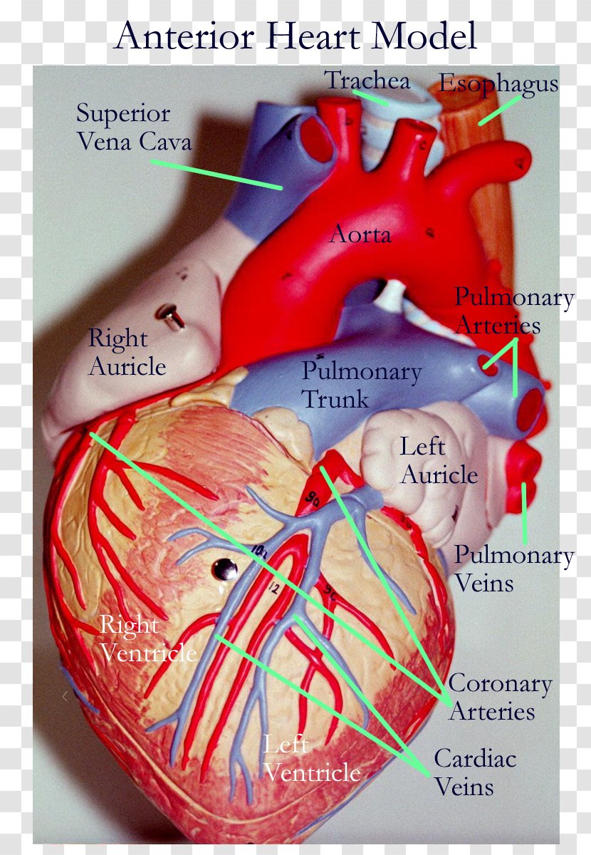 Anatomy Heart Vein Human Body Artery - Silhouette Transparent PNG