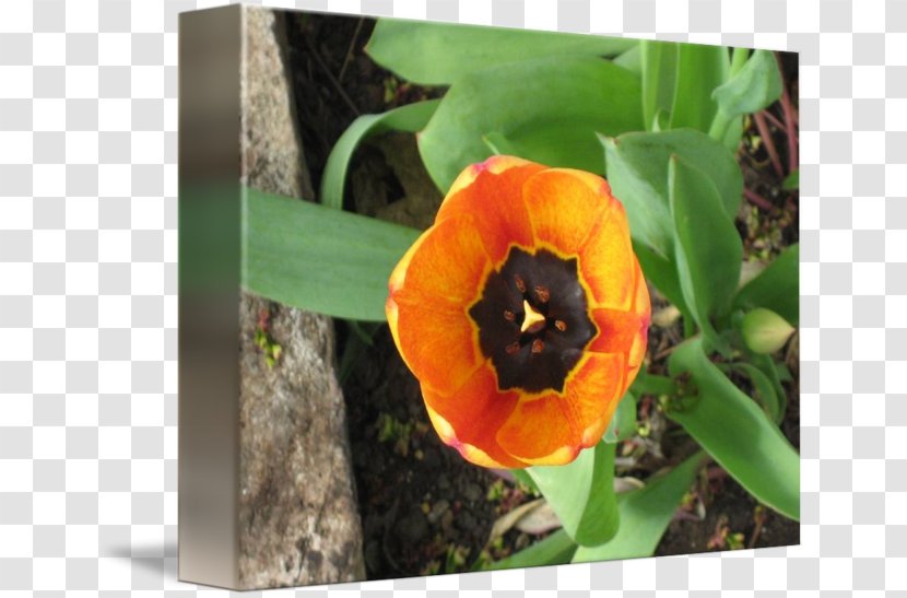 Tulip Wildflower - Seed Plant - Orange Transparent PNG