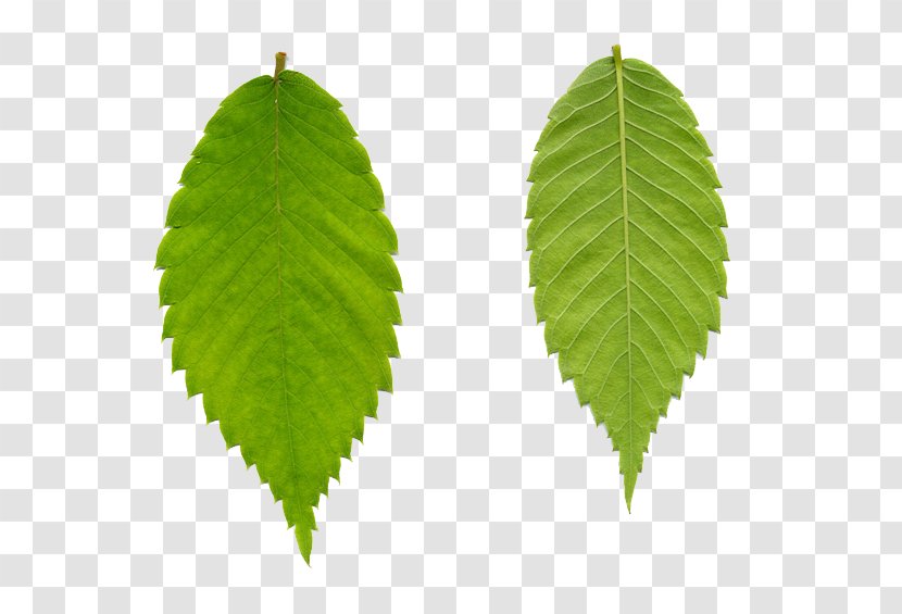 Leaf Aquatic Plants Tree Egloos Swiss Cheese Plant - Moss - Mango Leaves Transparent PNG