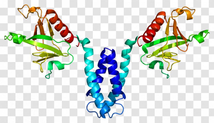 SKAP2 Protein Gene Src Family Kinase Human - Genome - Kisspeptin Transparent PNG