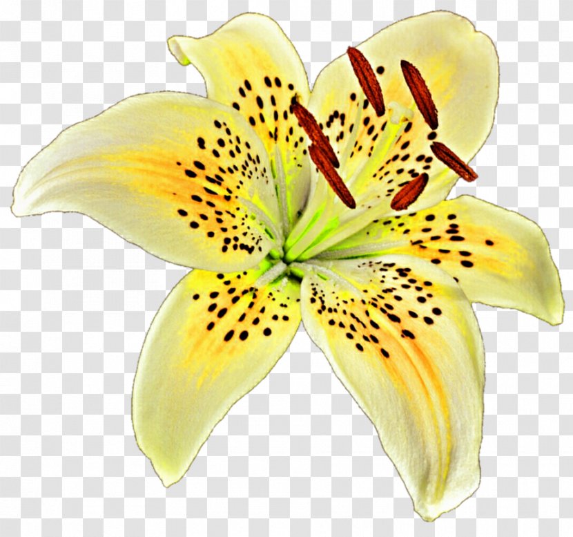 Lilium Yellow Flower Clip Art - Lily Transparent PNG