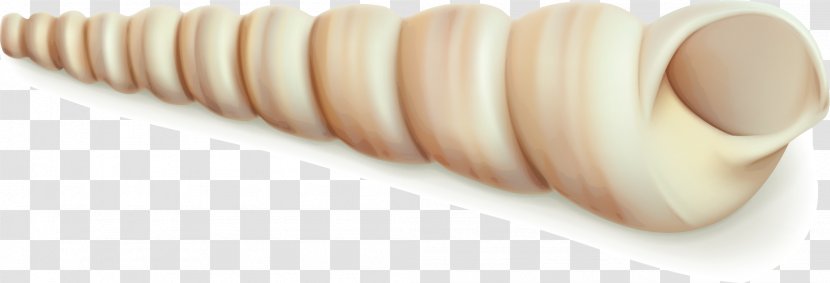 Euclidean Vector Seashell - Mollusc Shell - Screw Transparent PNG