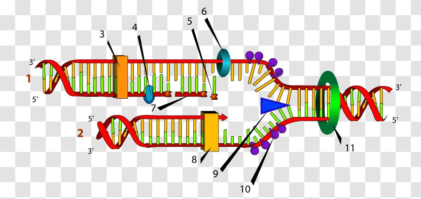 DNA Replication Fork Helicase Polymerase - Text - Dna Transparent PNG