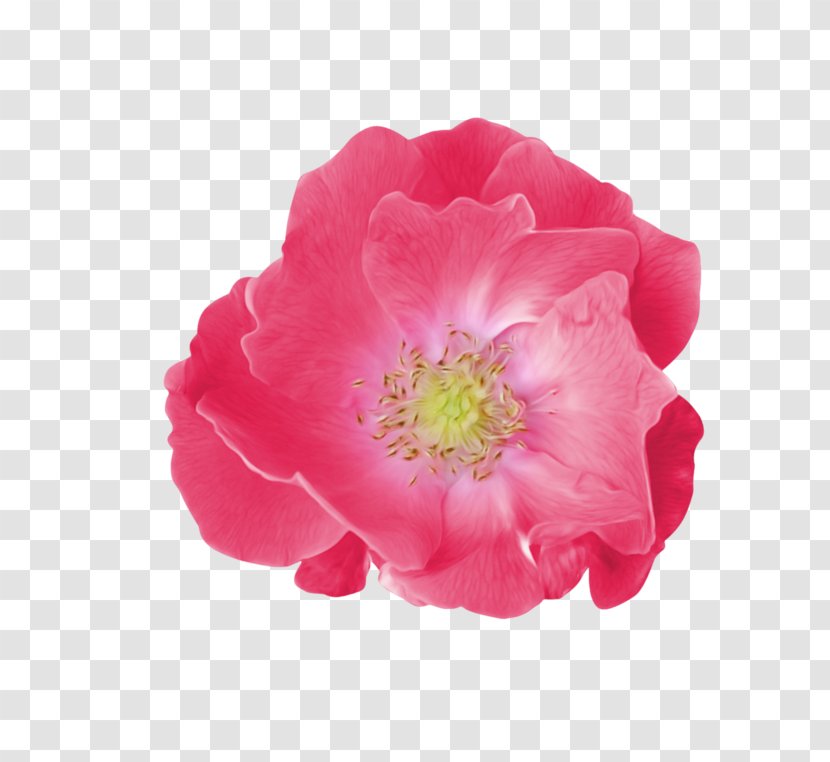 Pink Flower Cartoon - Family Perennial Plant Transparent PNG