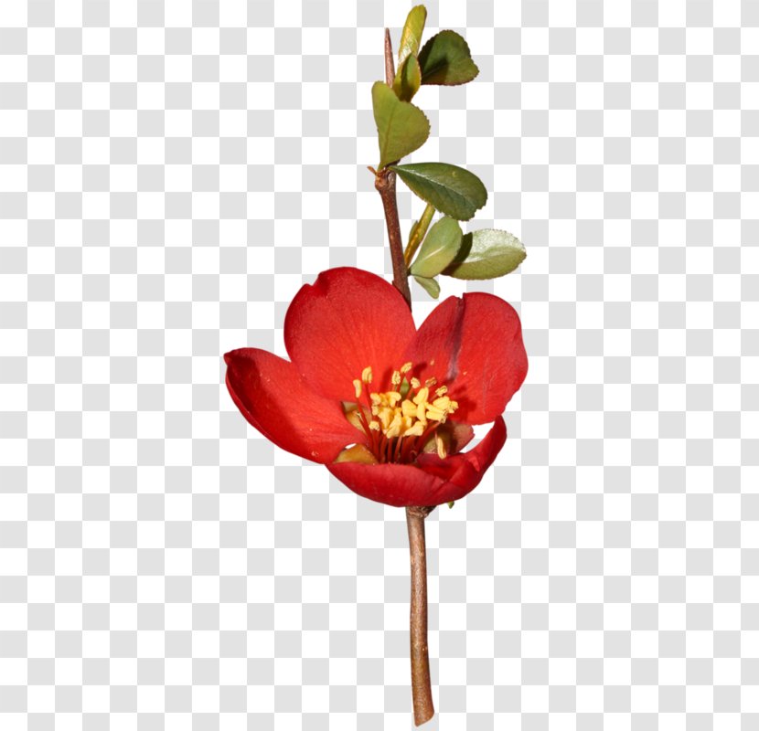 Floral Design Cut Flowers Plant Stem Clip Art - Flora - Flower Transparent PNG