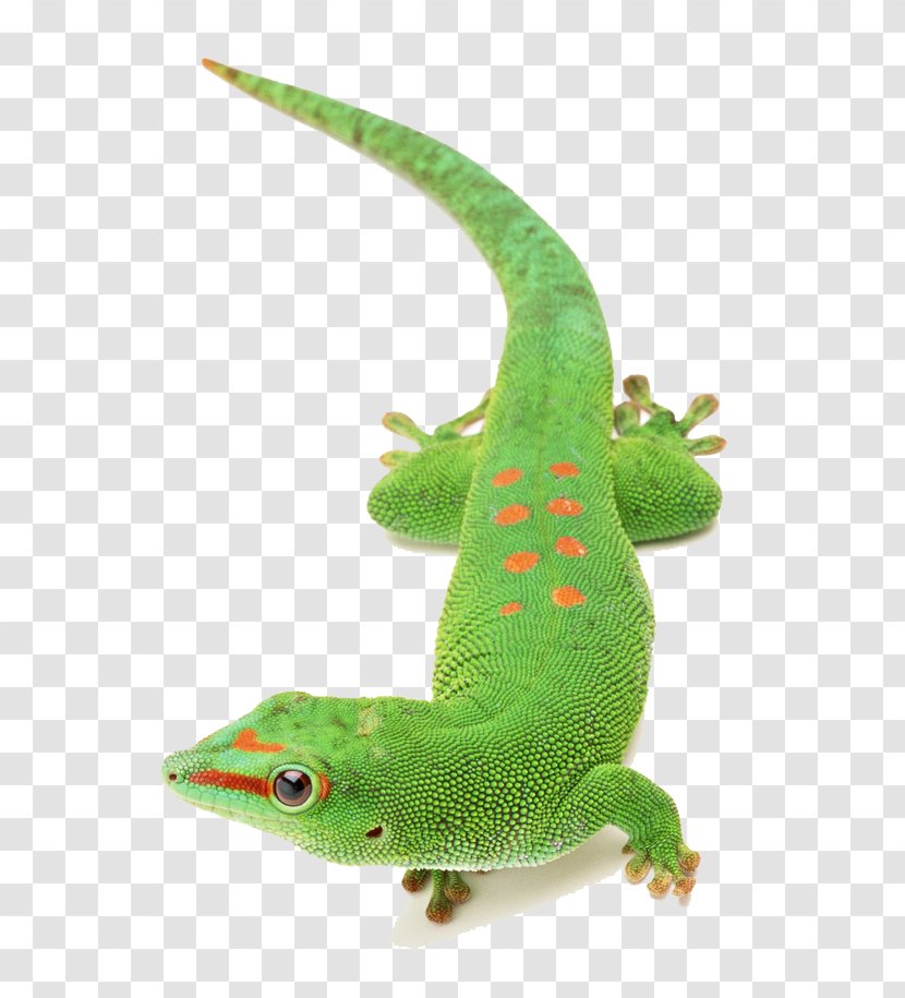 Lizard Chameleons Reptile - Green Chameleon Animals Transparent PNG