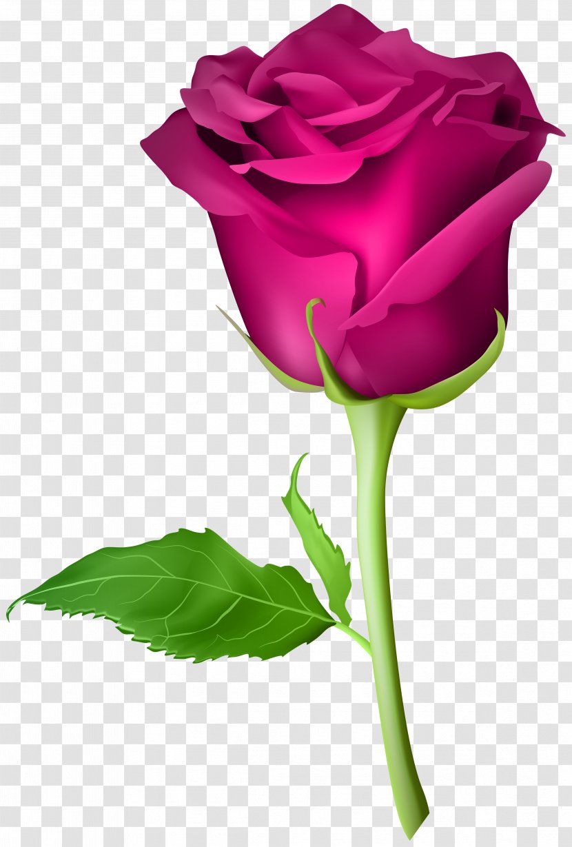 Blue Rose Flower Bead - Illustration - Pink Transparent Clip Art Image Transparent PNG