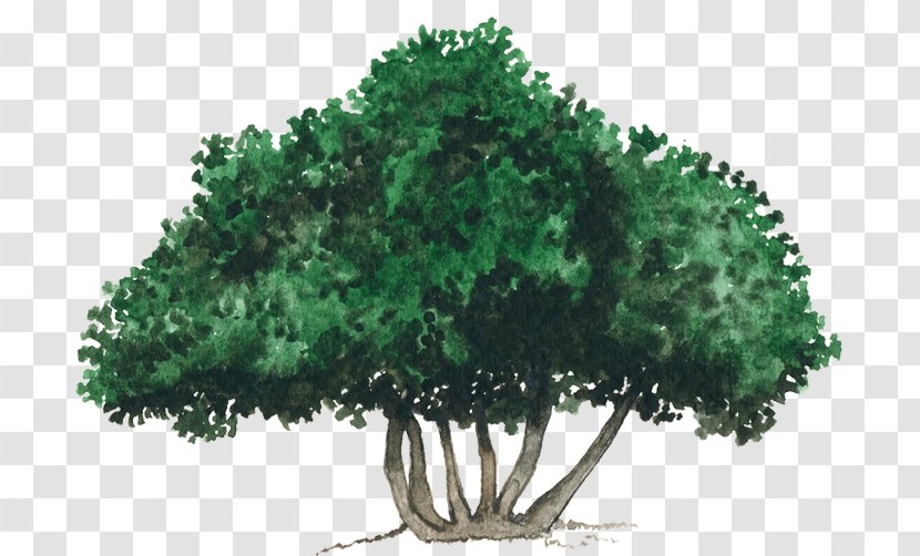 Tree Shrub Evergreen Vegetation Leaf Transparent PNG