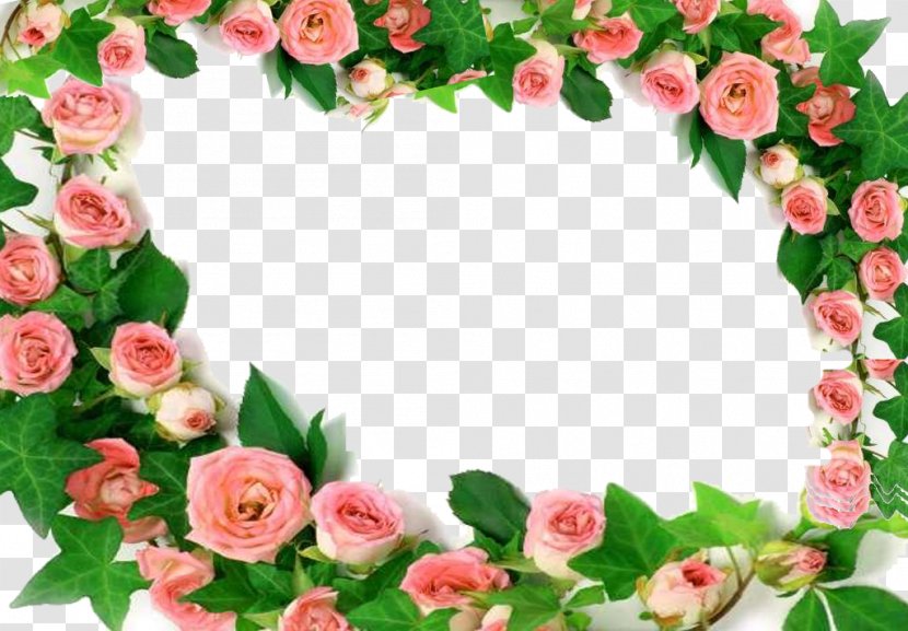 Garden Roses Pink Rosa Chinensis Flower - Peony Frame Transparent PNG