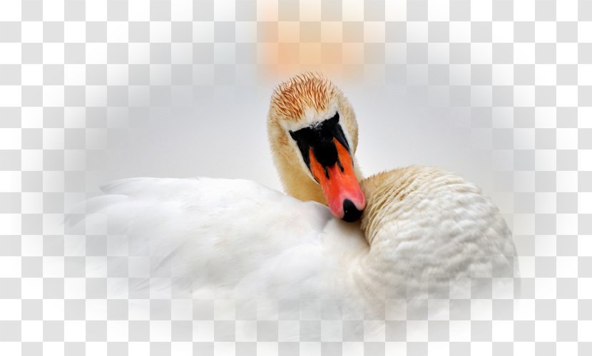 Cygnini Duck Water Bird Goose - Waterfowl Transparent PNG