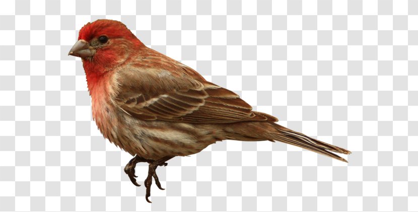 House Finch - American Sparrows - Bird Transparent PNG