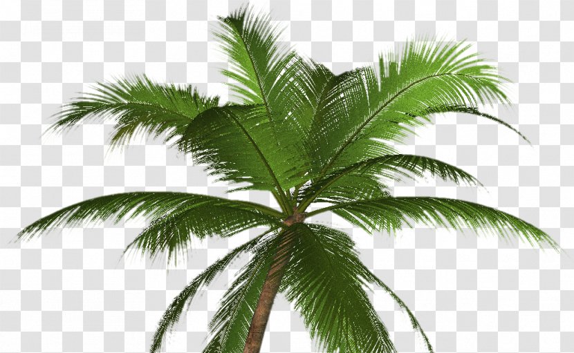 Arecaceae Tree California Palm Mexican Fan Clip Art Transparent PNG