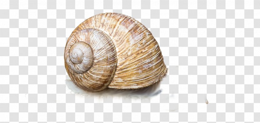 Gastropods Clam Snail Escargot Conchology - Snails Transparent PNG