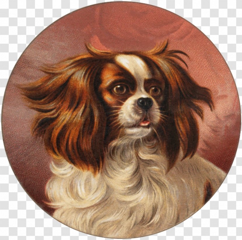 Cavalier King Charles Spaniel Phalène Puppy Dog Breed Transparent PNG
