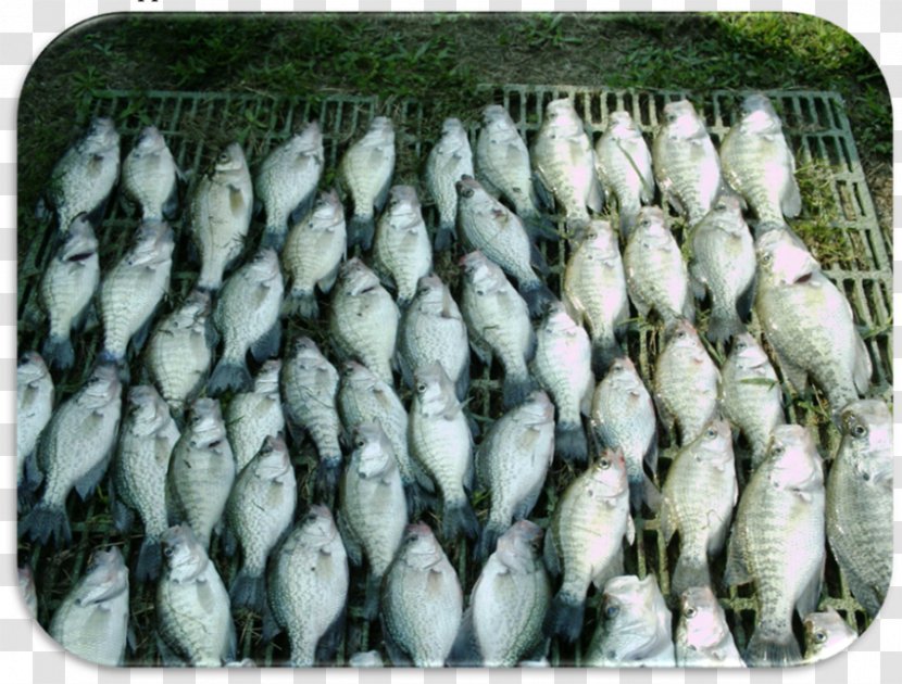 Sardine Food Mackerel Fish Bait - Outdoor Recreation - Boad Transparent PNG