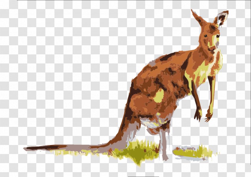 Boxing Kangaroo Macropodidae - Marsupial - Painted Material Transparent PNG