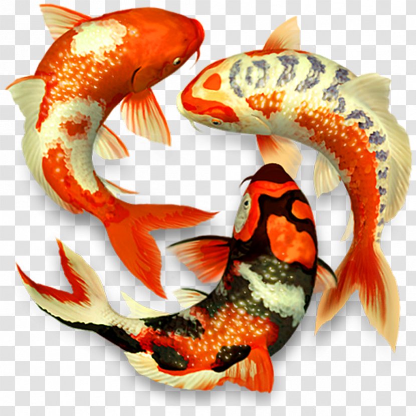 Koi Pond 3D Computer Graphics MacOS Transparent PNG