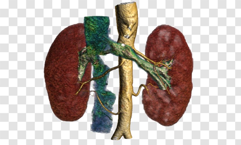 Organism - Kidney Transparent PNG