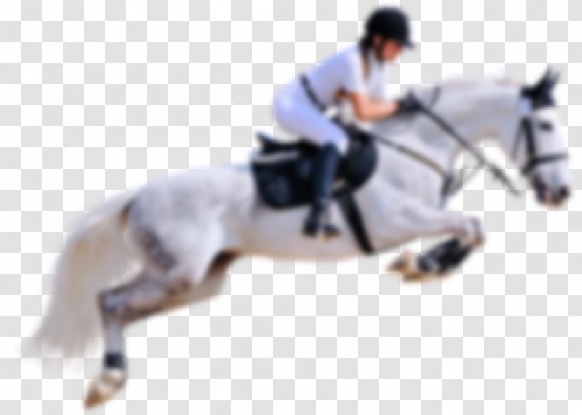 Stallion English Riding Horse Jumping Rein - Saddle - Softball Field Transparent PNG