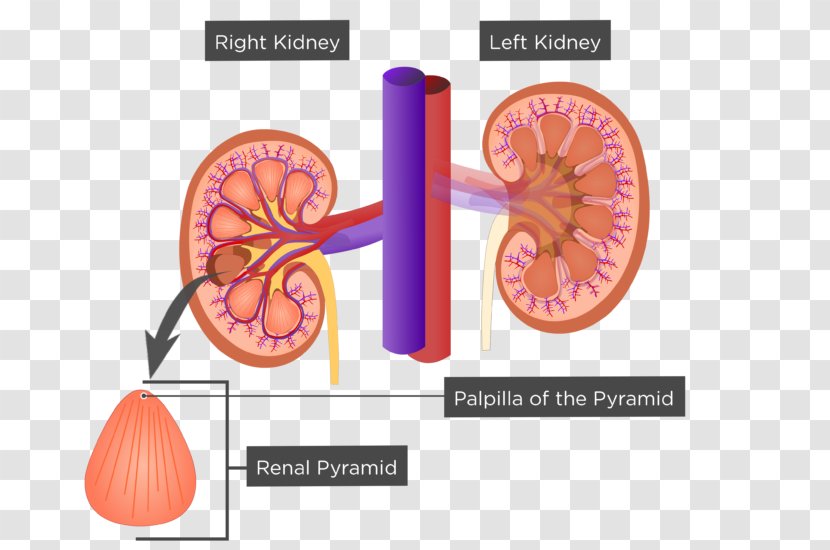 Kidney Renal Sinus Pyramids Anatomy Excretory System - Cartoon - Papilla Transparent PNG