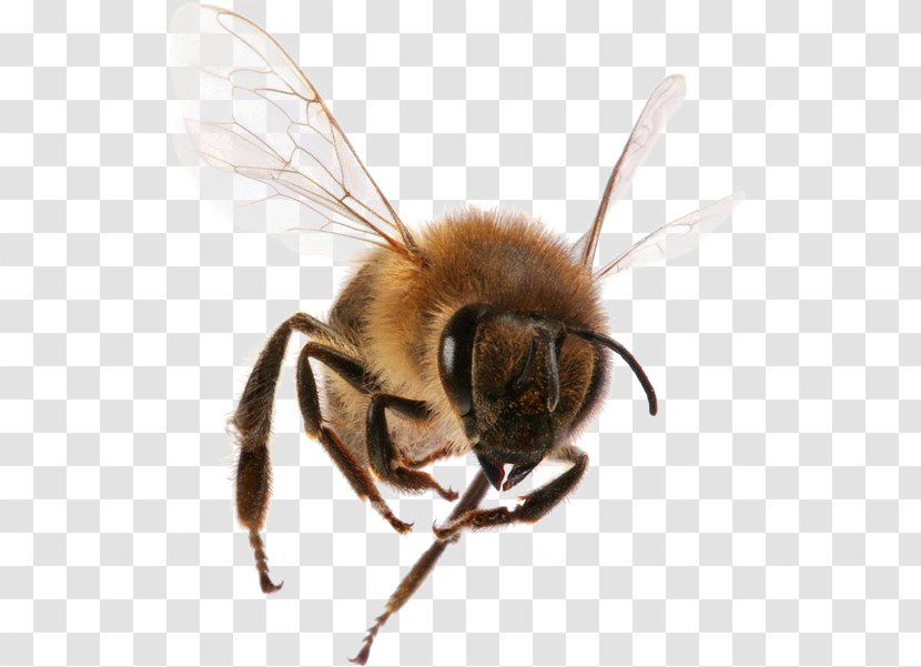 Western Honey Bee Insect Sting Worker - Queen - Hornets Insects Transparent PNG