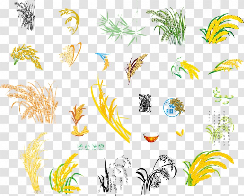 Grasses Oryza Sativa Rice Illustration - Art - Wheat Cartoons Transparent PNG