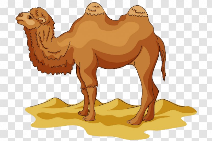 Camel Clip Art Image Cartoon - Arabian Transparent PNG