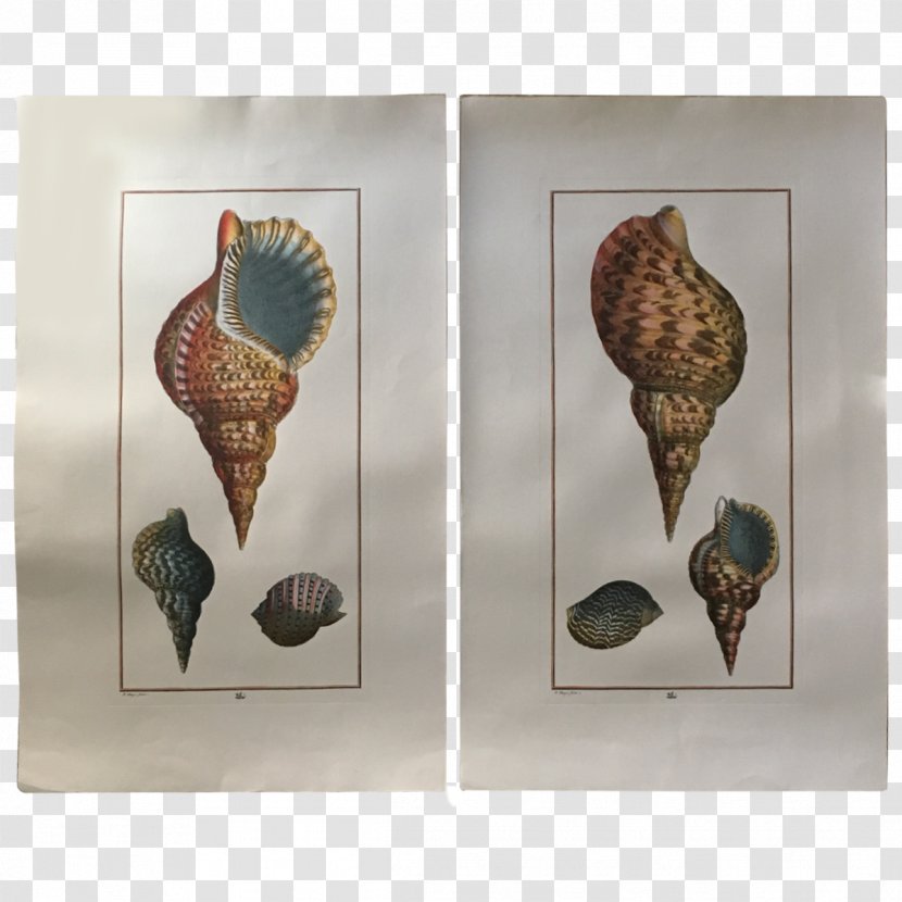 Seashell Conchology - Hand Painted Seashells Transparent PNG