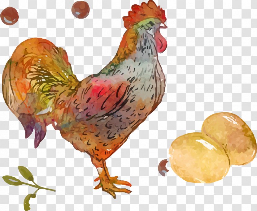 Chicken Rooster - Poultry - Egg Vector Elements Transparent PNG