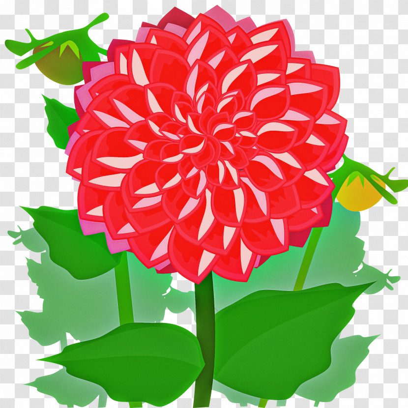 Flower Plant Dahlia Petal Carnation Transparent PNG