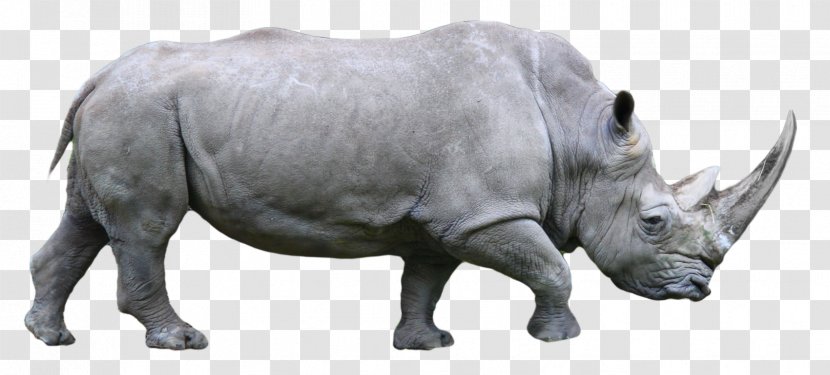 Western Black Rhinoceros White Horn - Animal Figure - Rhino Transparent PNG
