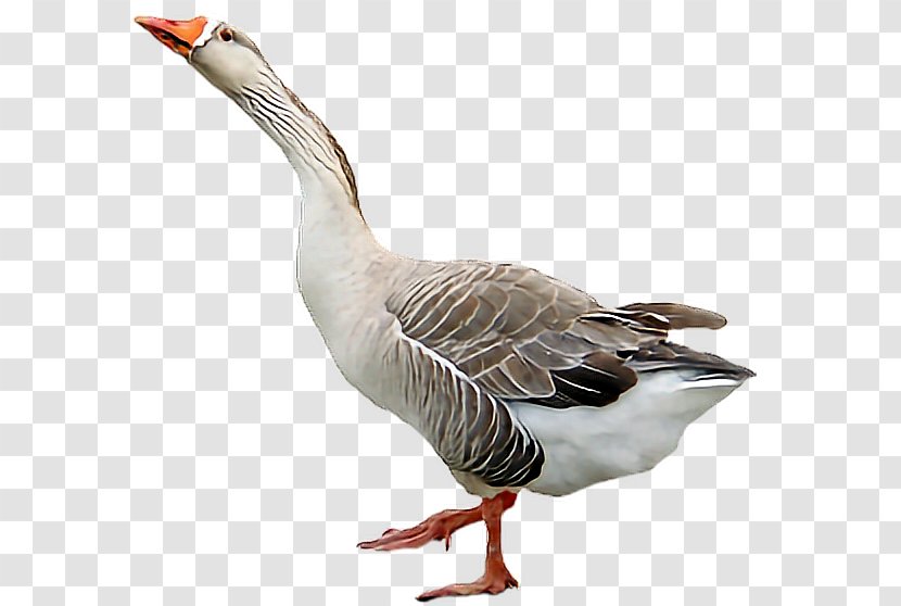 Goose Duck Desktop Wallpaper - Water Bird Transparent PNG