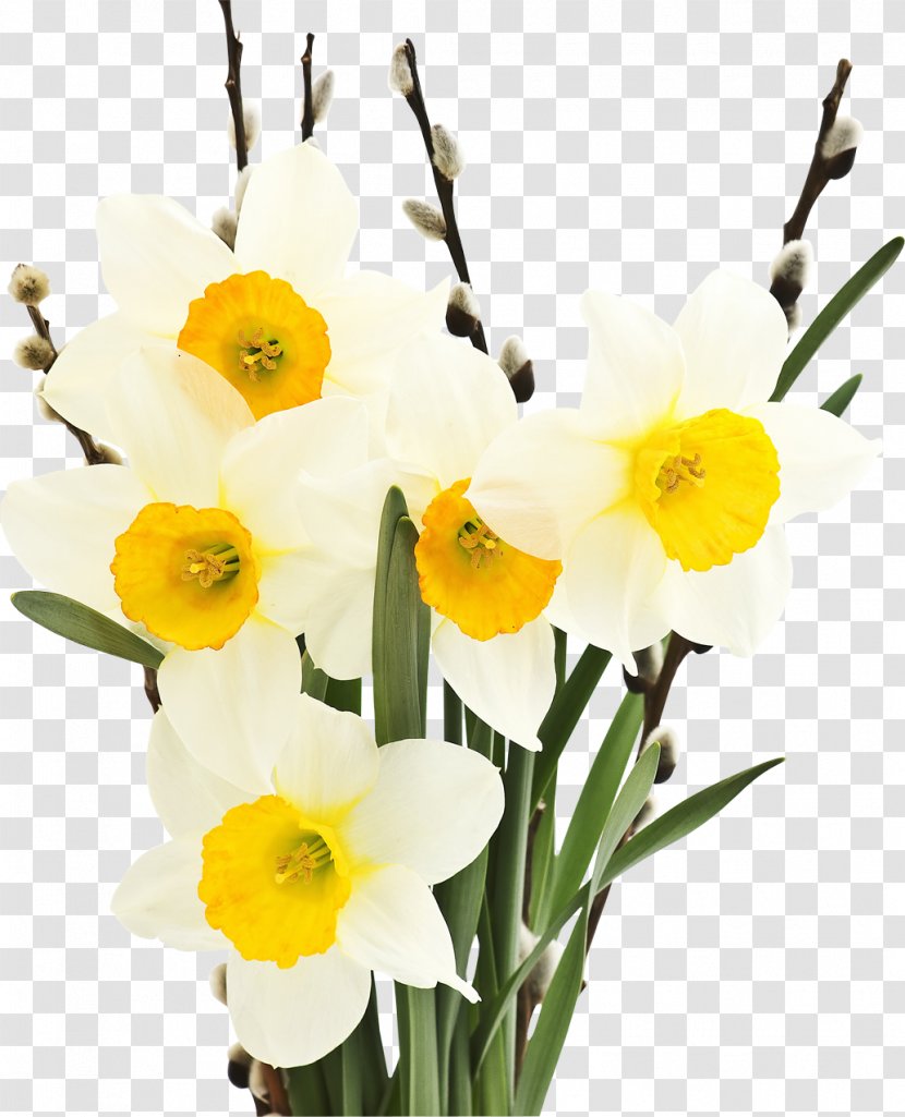 Narcissus Tazetta Flower Bulb Petal Tulip Transparent PNG