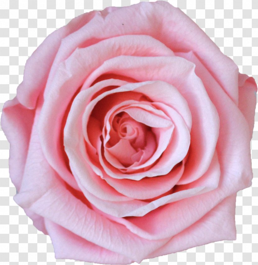 Rose Gold Flower - Hybrid Tea - Perennial Plant Rosa Wichuraiana Transparent PNG
