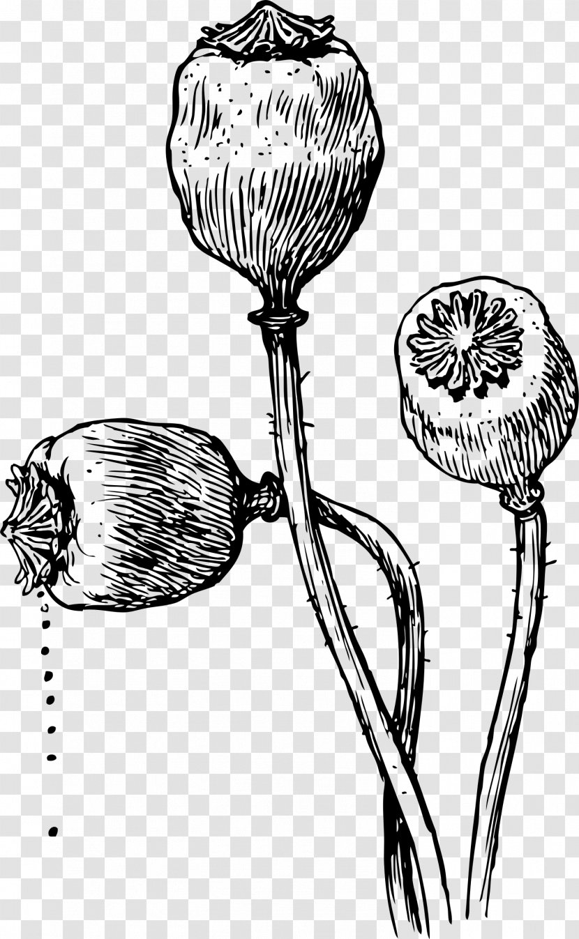 Opium Poppy Drawing Seed Transparent PNG